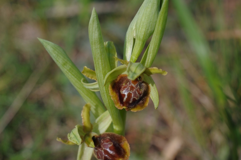 id.Ophrys